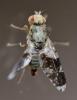 Tephritis formosa
